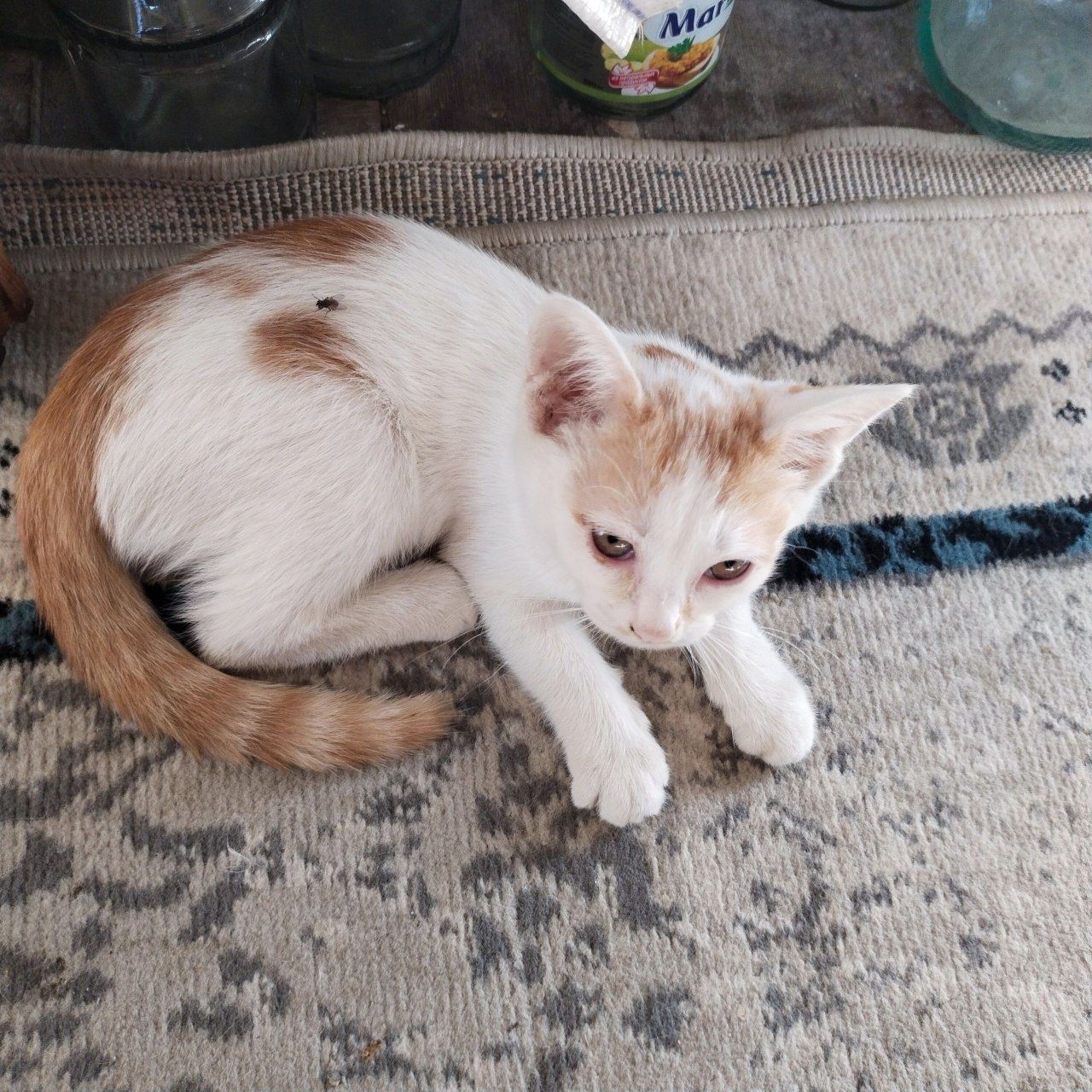 Милые котята,3штуки