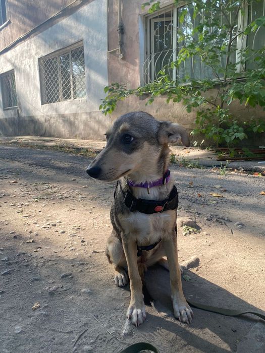 Собака в поисках дома