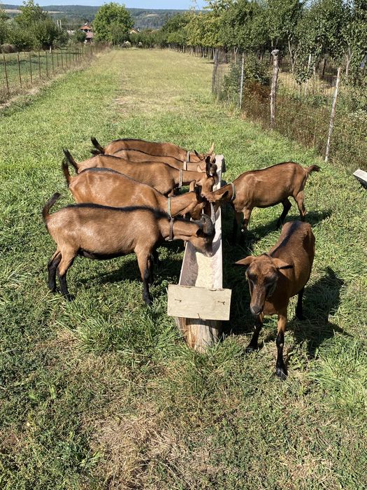 Alpine franceze de vanzare
