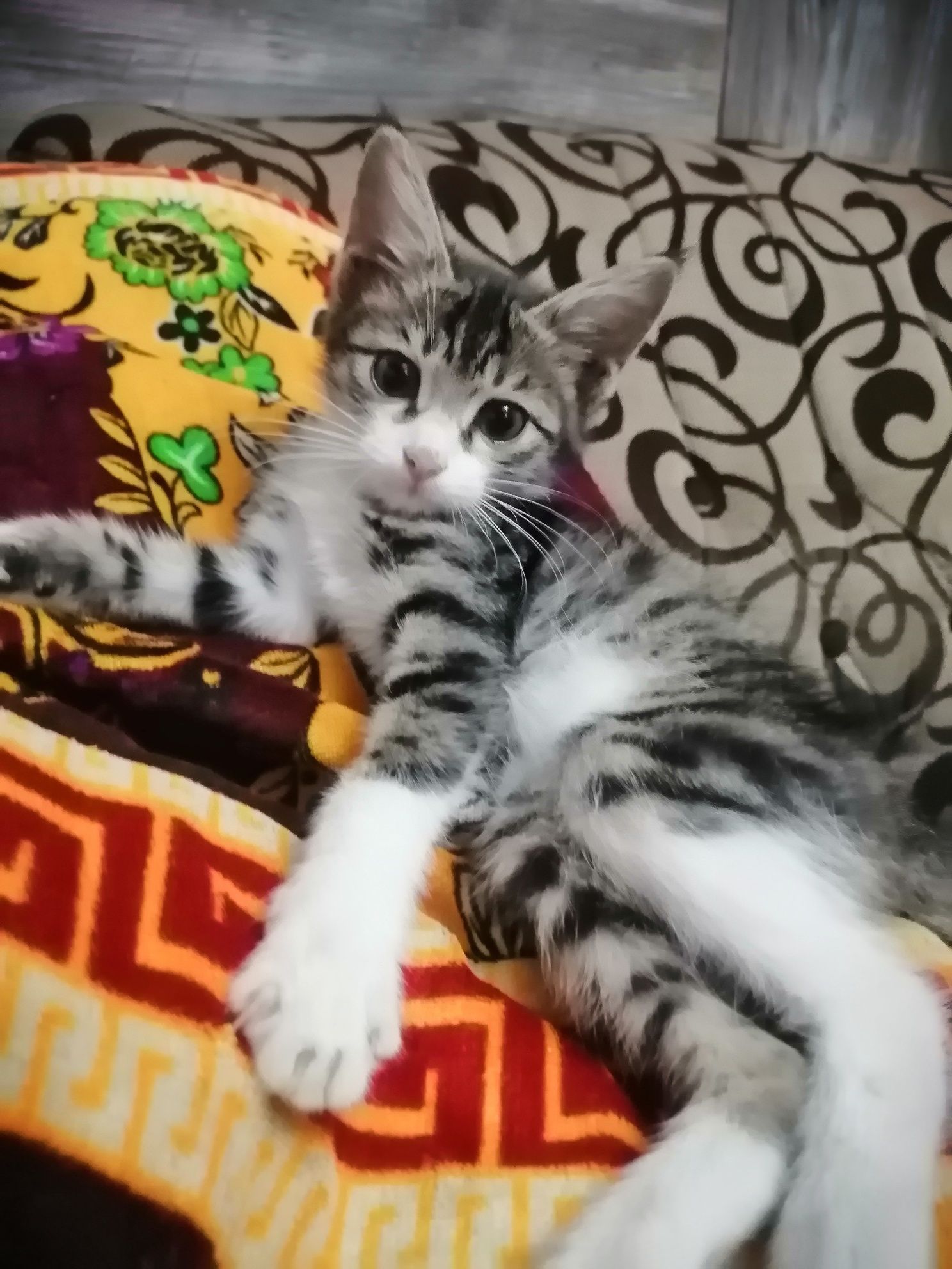 Отдам даром кота