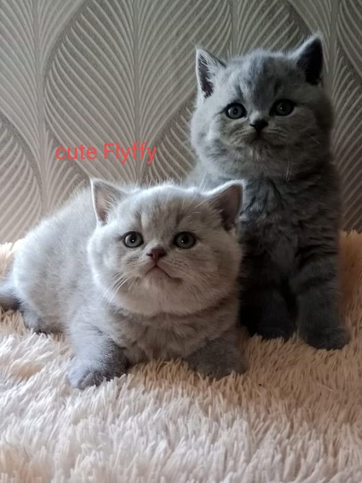 Клубные Британцы