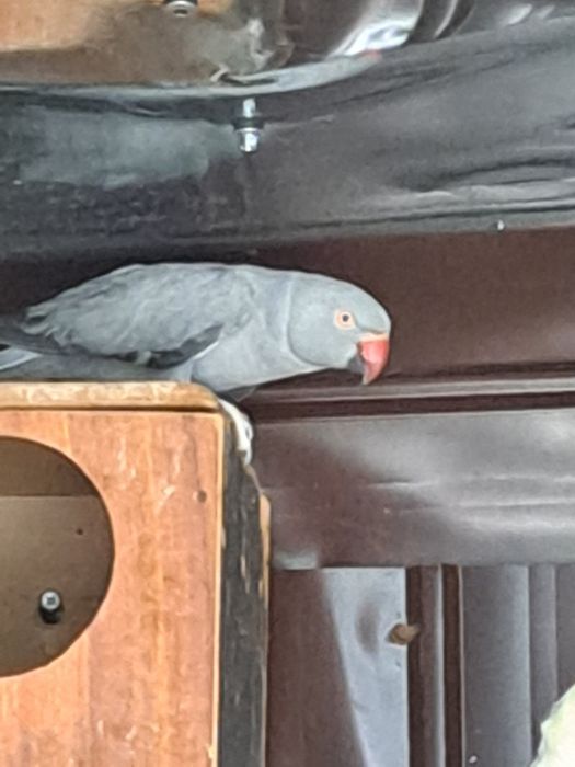 Papagali micul Alexandru pereche