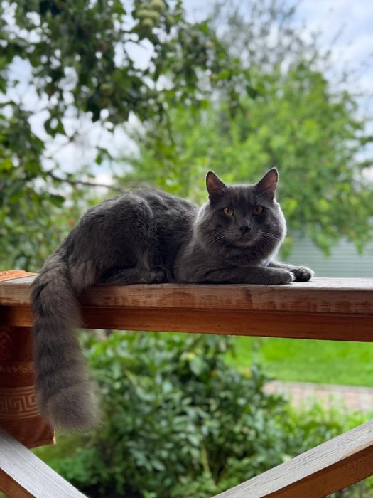 Пропал Кот Дымчатого цвета