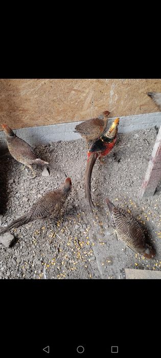 Fazani aurii pe roșu