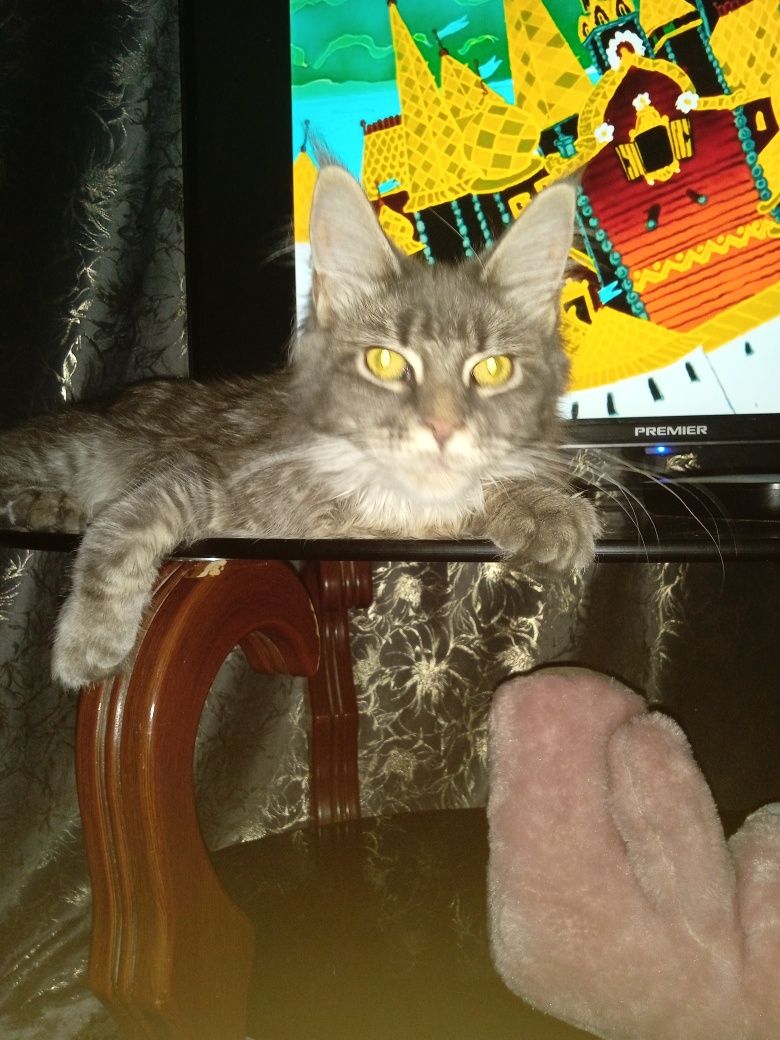 Кошка мейн кун. Для вязки