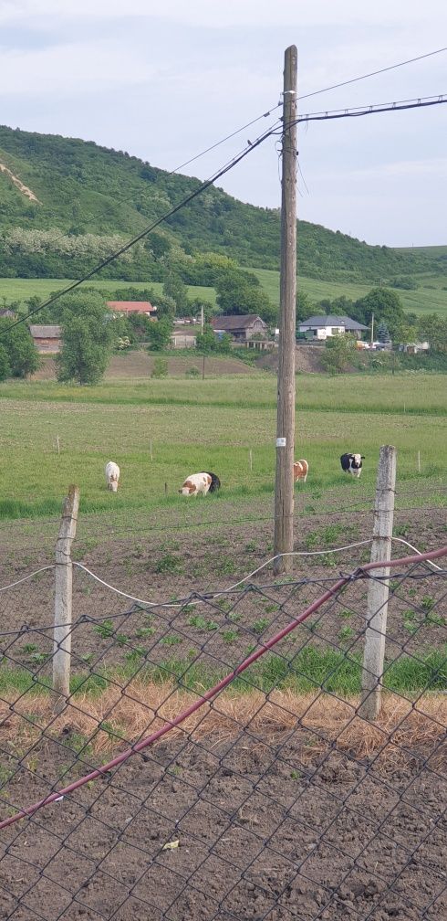 Vând 13 vaci cu lapte + 3 juninci + 1 juninca Angus + 2 vitele