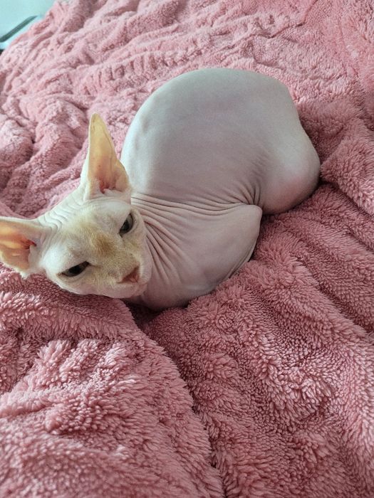 Ofer spre adopție femelă sphynx