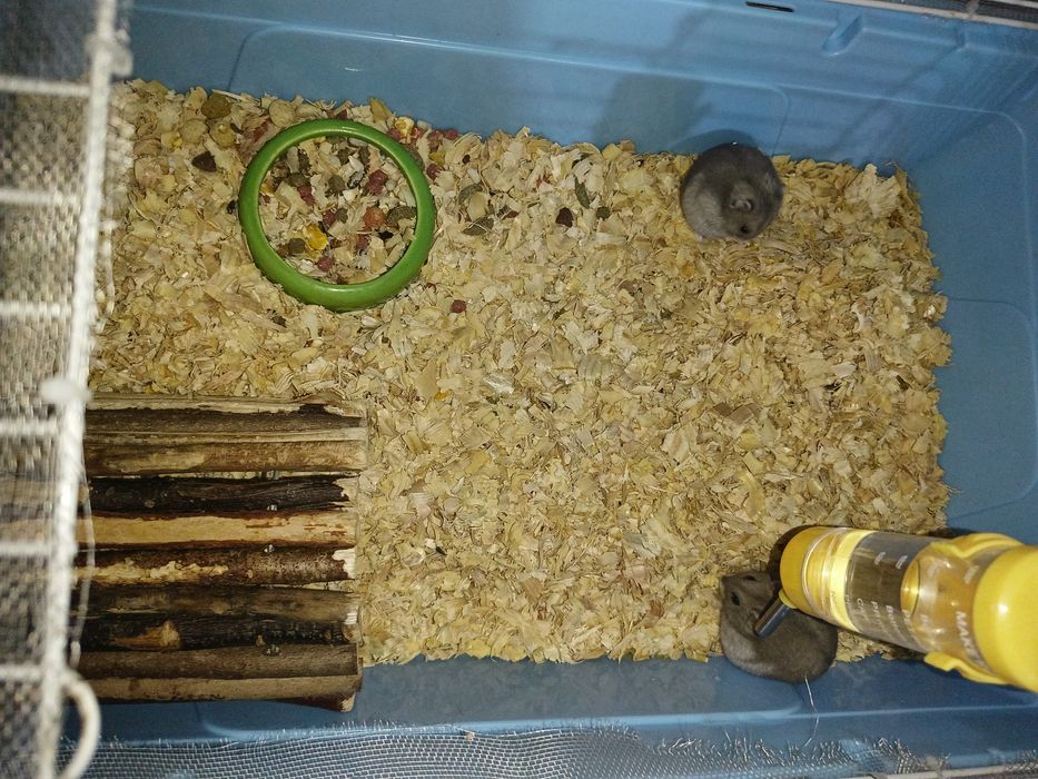 Vând hamsteri +cușcă