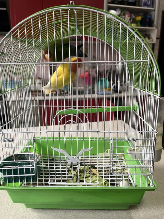 Папугай сотилади кафаси билан