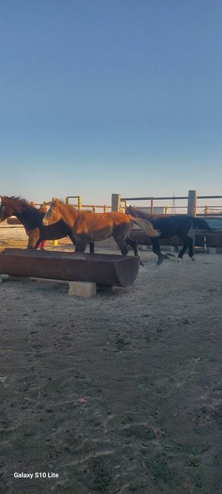 Үш ұрғашы жабағы