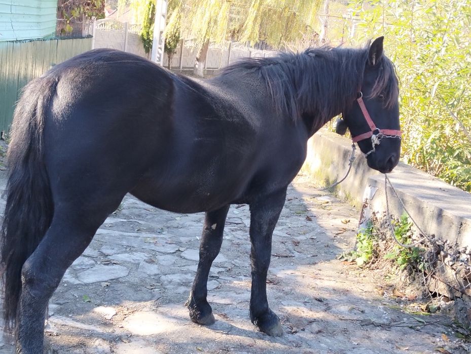 Vând mânz de doi ani