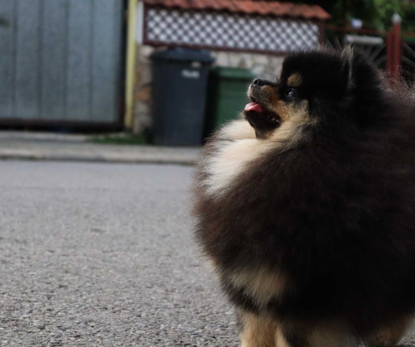 Страхотно момиченце померан с родословие FCI