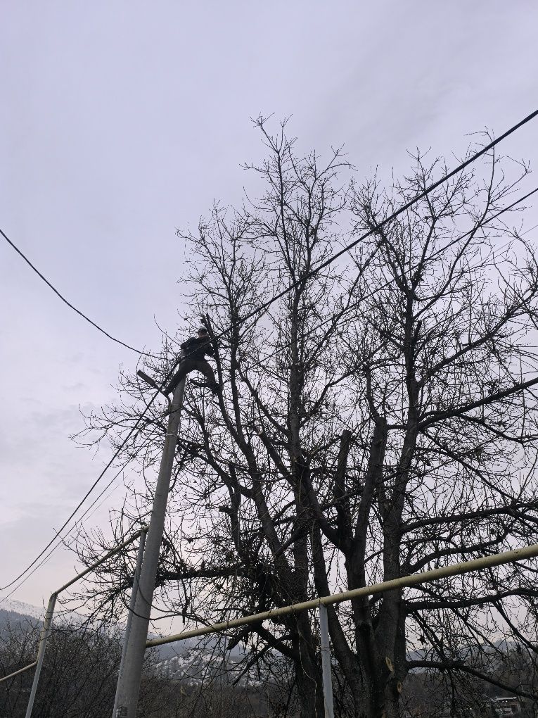 спил деревьев, обрезка дерева, дерево
агаш кесеміз