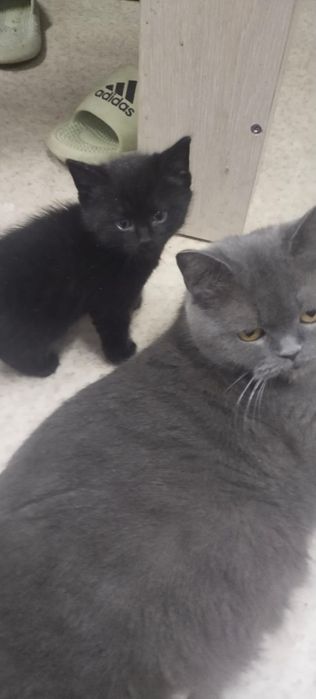 Котята полубританцы