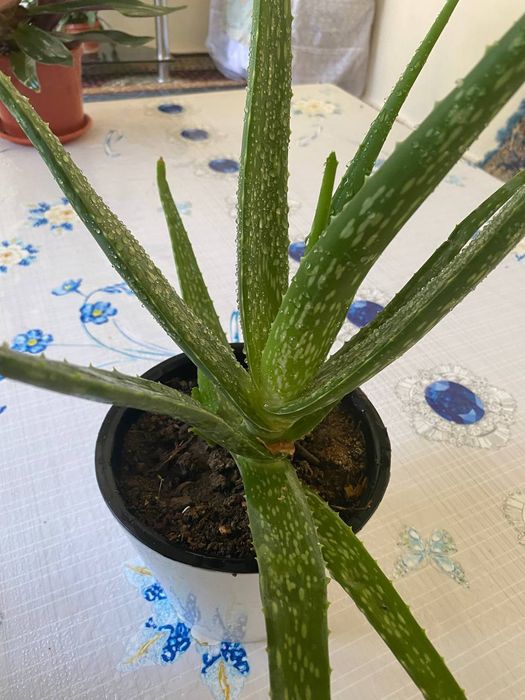 Aloe va rio arzon va zor sifatli