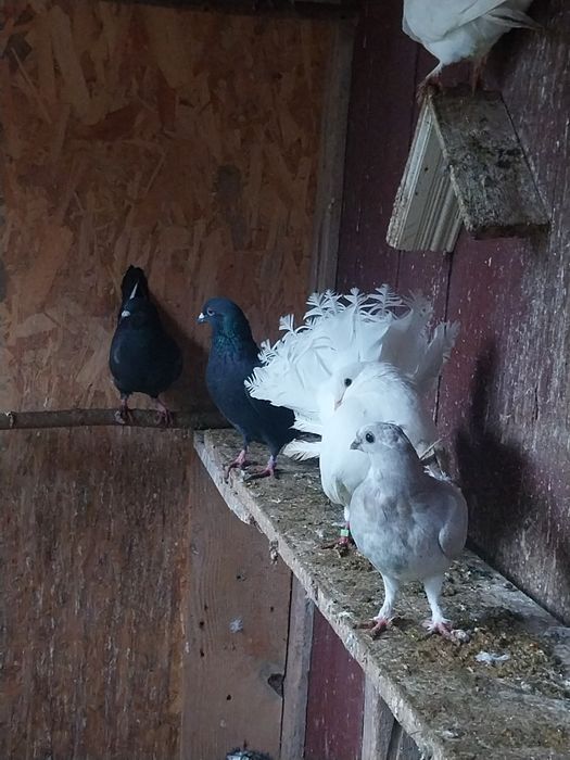 Schimb porumbei voiajori și de ornament cu găini diferite rase