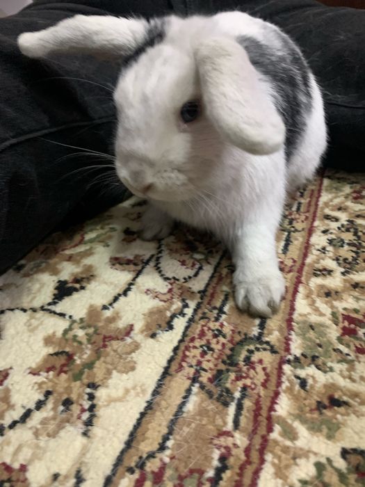 Кролик самец домашний