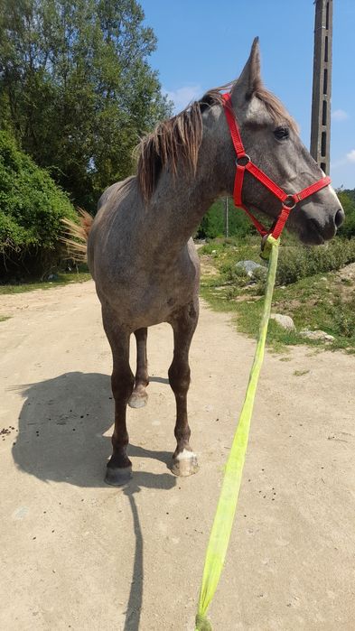 Vînd mînză sură de 1 an