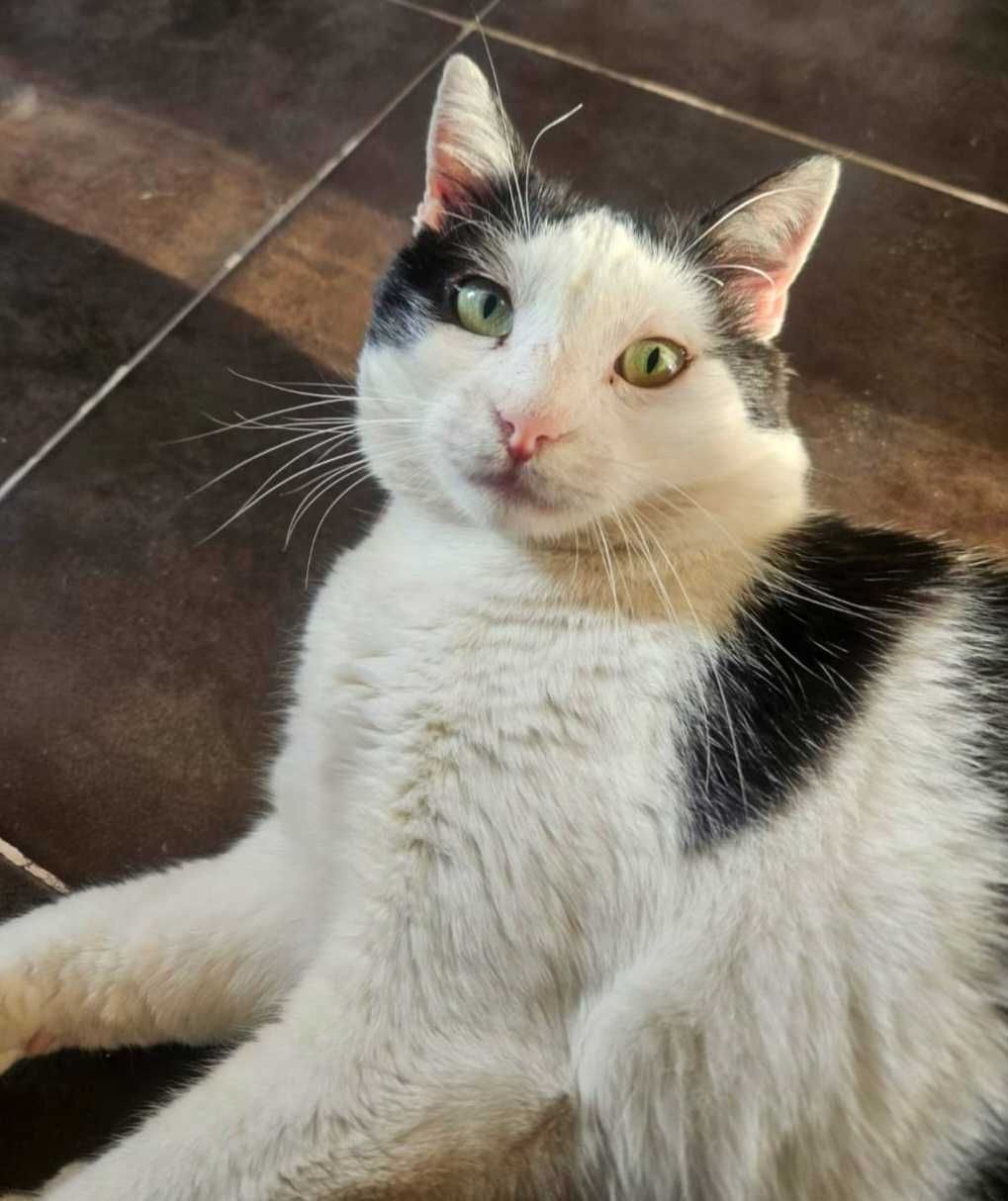 Adoptie motan castrat Hellas