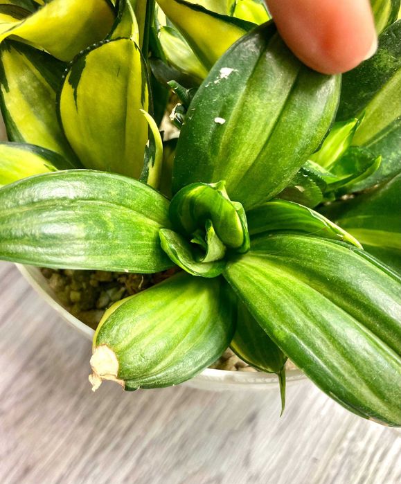 Сортовые сансевиерии