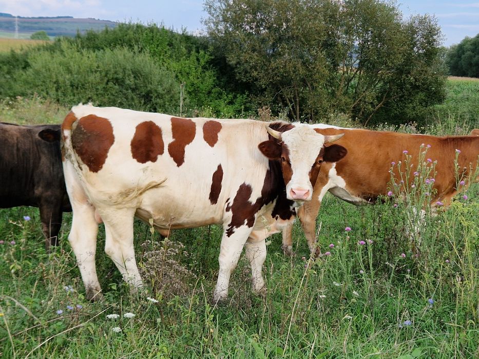 Vând tauras cu vasta peste un an