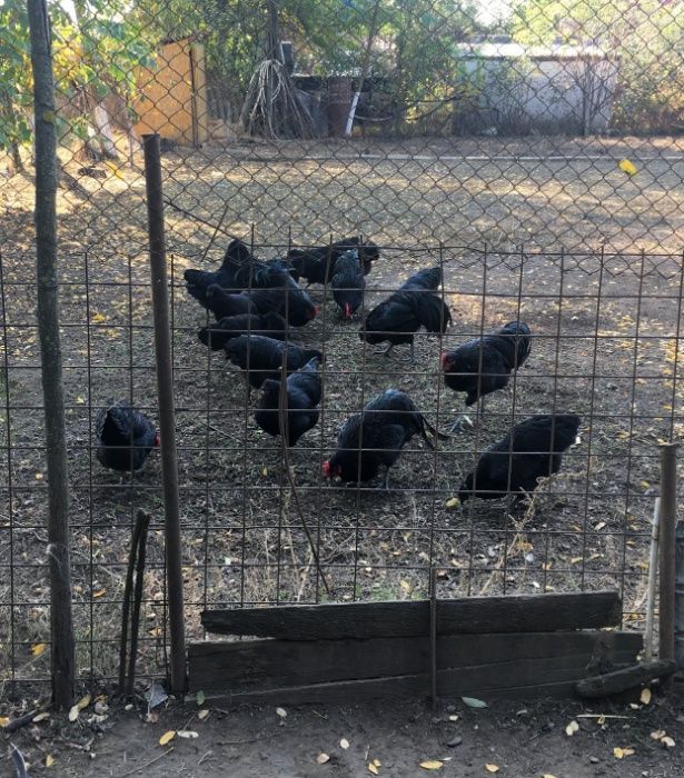 oua australorp incubat / australorp cocosi / cocosi australorp /oua