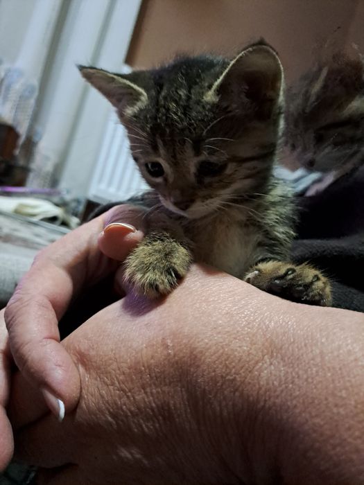 отдам даром в хорошие руки