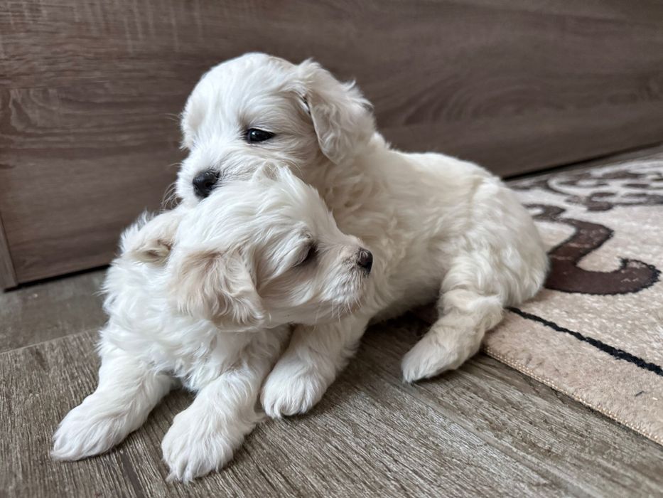 Cautam casuta, bichon