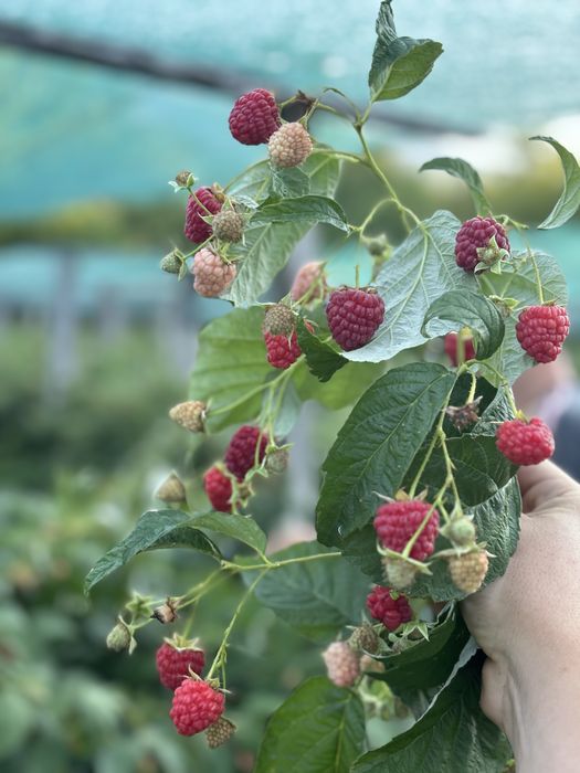 Разсад малини сорт Люлин