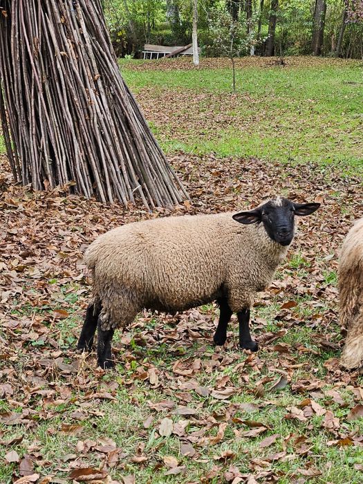 Drujbă Husqvarna 455 și miel