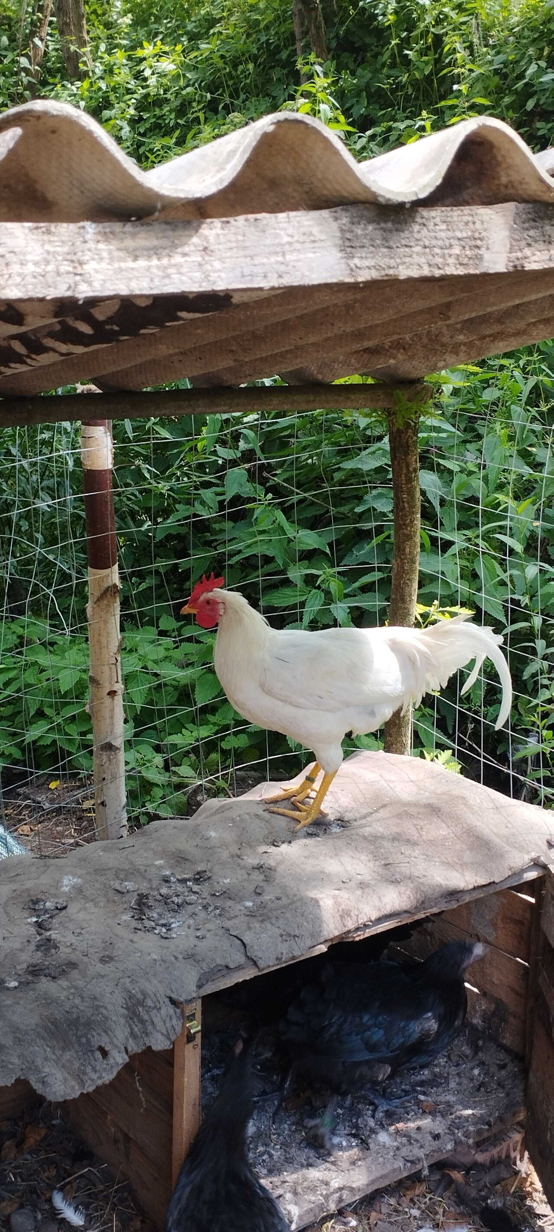 Cocoși Rasă Leghorn