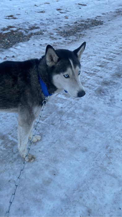 Продам собаку породы хаски