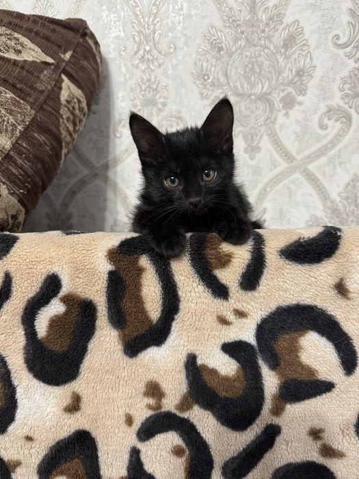 Отдам котенка в добрые заботливые руки