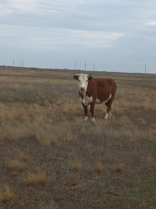Донежин сатылады семиз