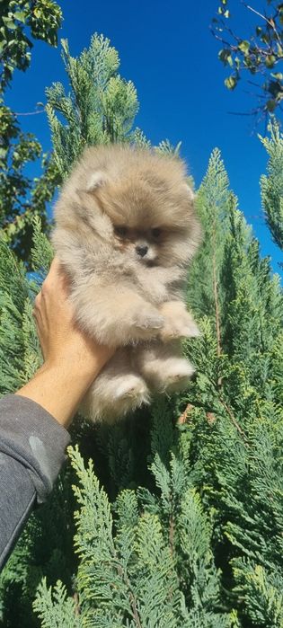 Померан мини померанче