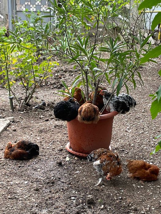 Vand Perechi 80 lei/ pereche Gaini-Cocosi