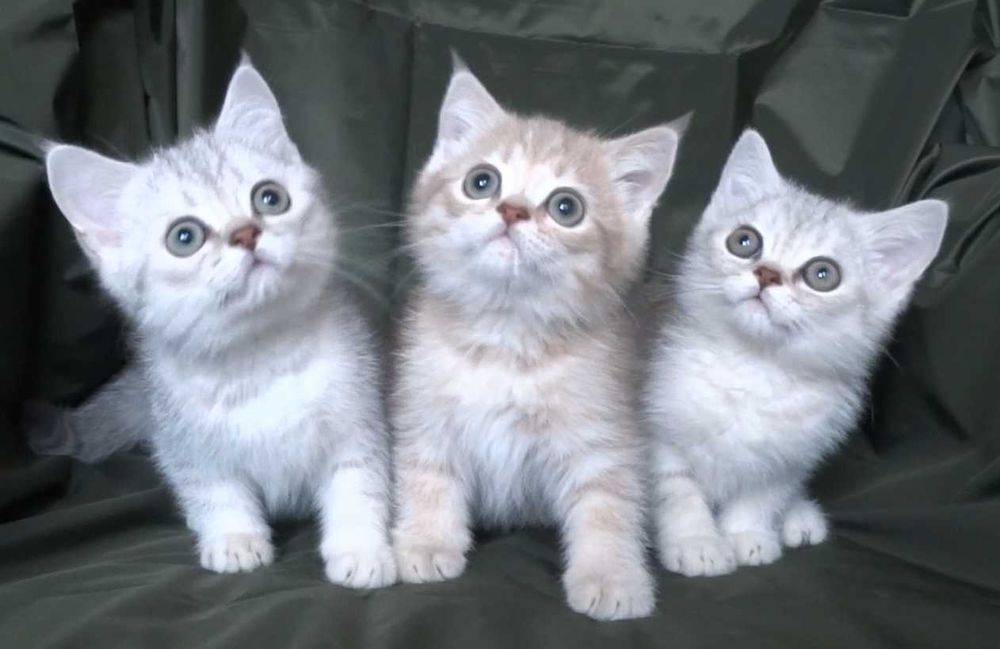 Британски чистокръвни късокосмести котенца