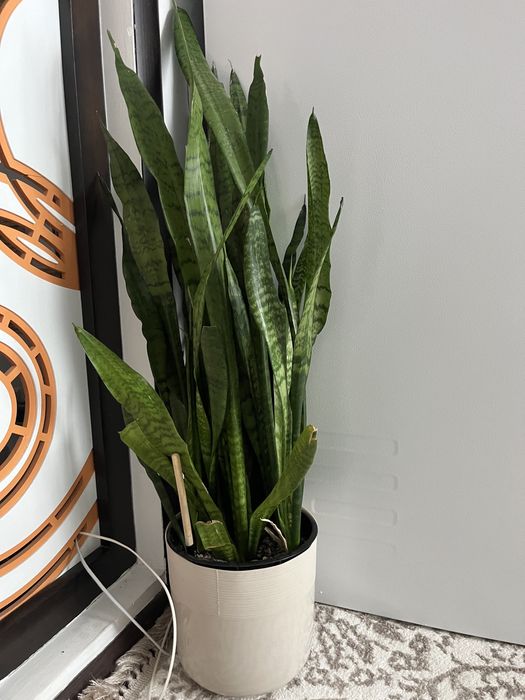 Цветы для офиса Сансевиерия Ханни Крео многолетняя,
