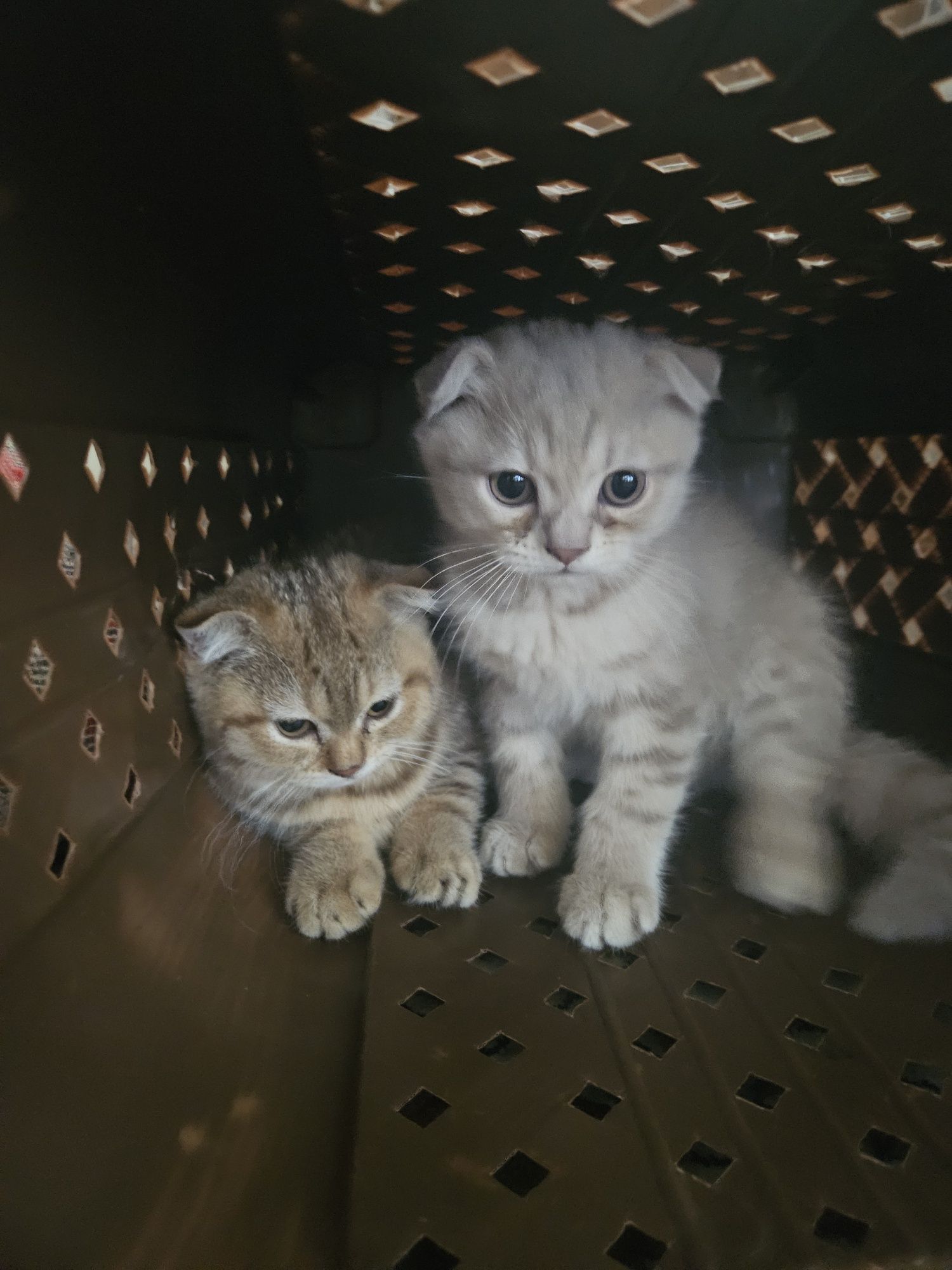 Продаётся котята скотиш фолд