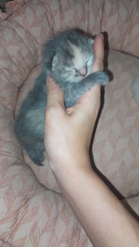 Родились котята домашние!