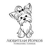Йоркширский терьер
