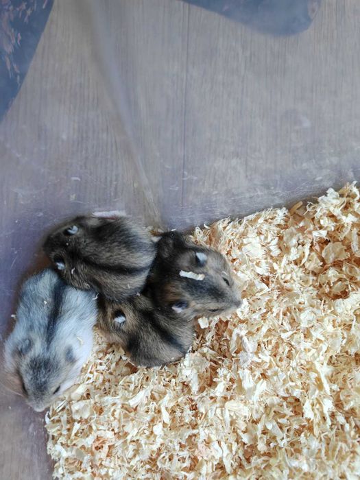 pui de hamsteri pitici