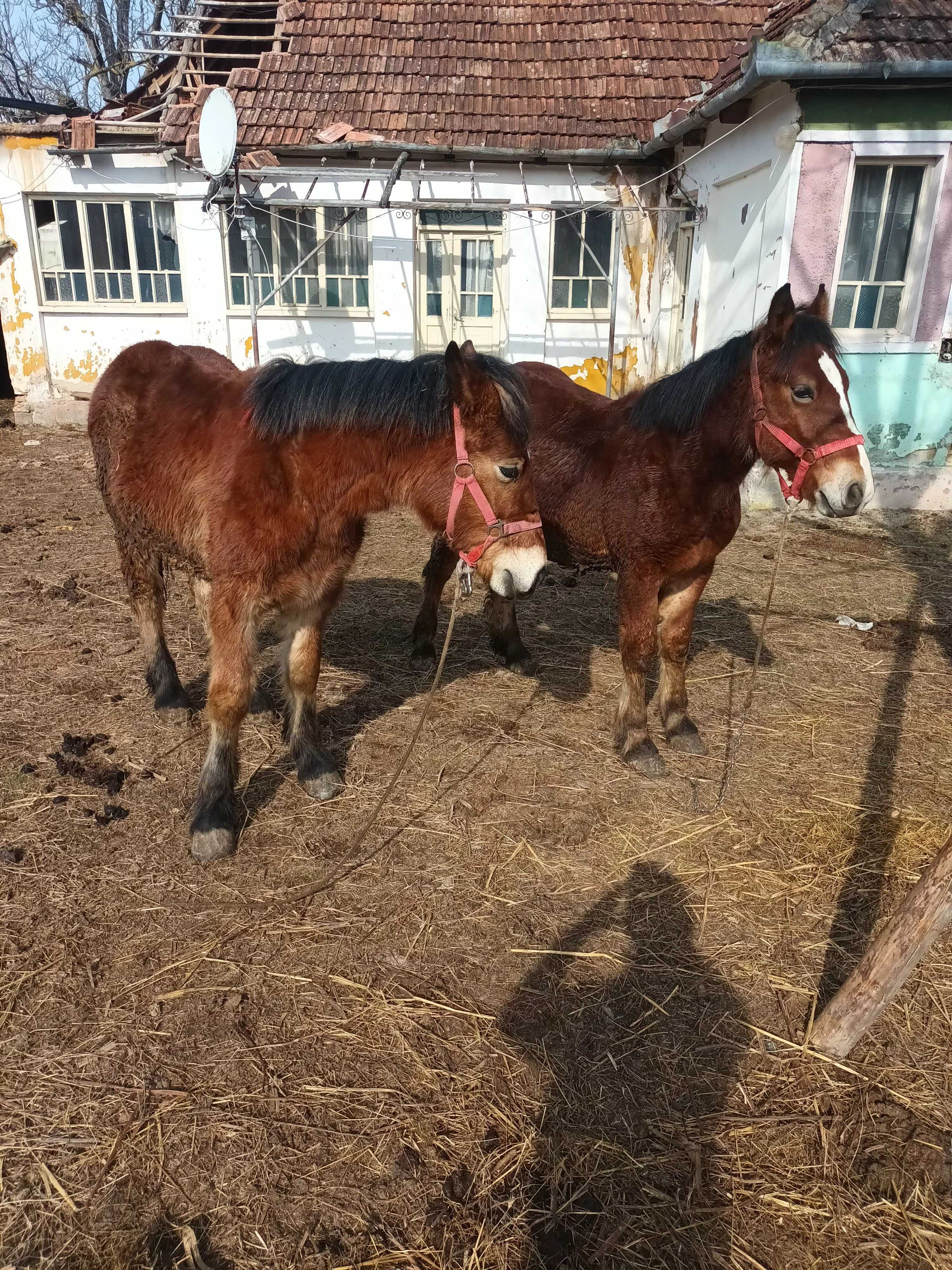 Manji si vaca de vanzare