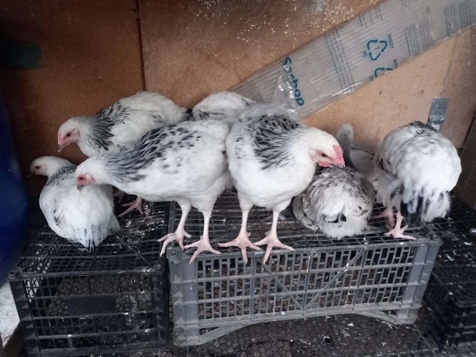 Gaini sussex foarte frumose