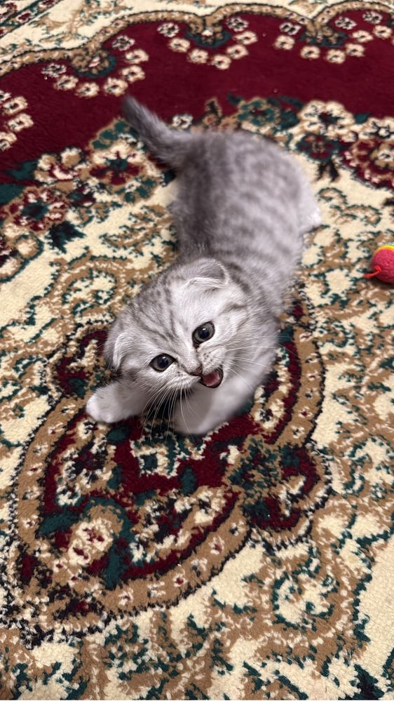 Продам котенка вислоухий
