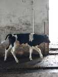 Vitei si vitea holstein