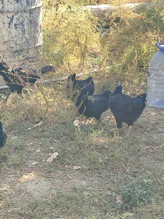 Ухейилюй жужалари сотилада 6-7 ойлик