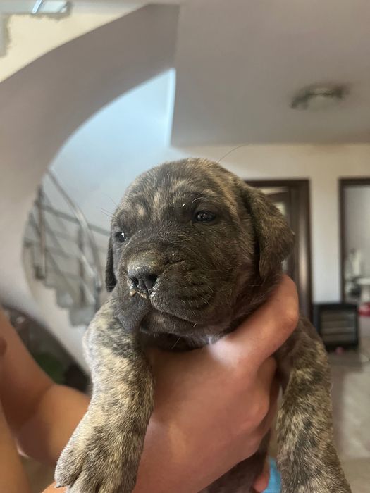 Vad femela presa canario 1 luna
