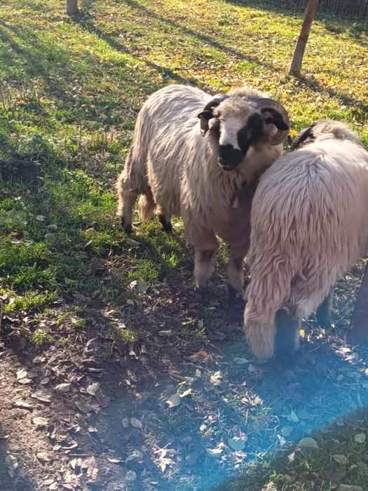 Vând 2 berbecuți de anul acesta