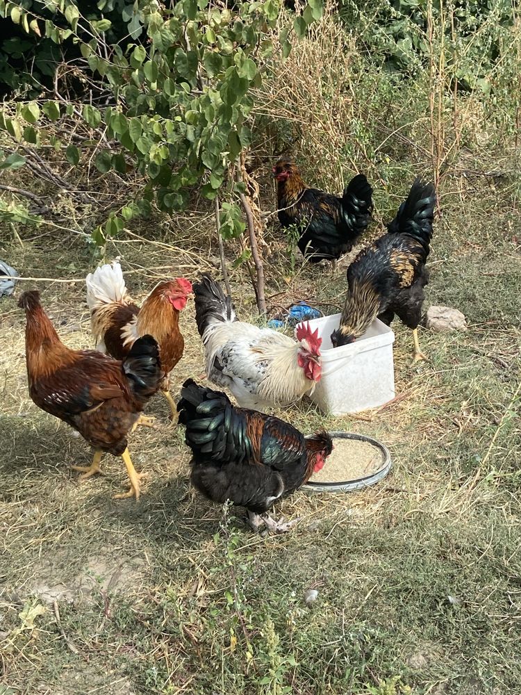 Продавам петли. Млади на 5 месеца.